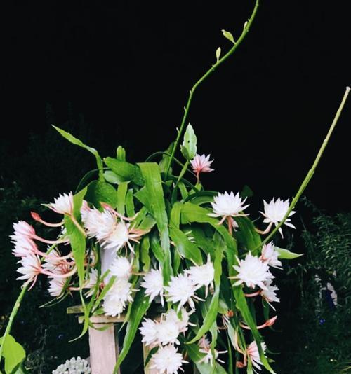 什么植物是昙花？昙花的生长习性和特点是什么？