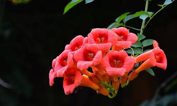 室外耐低温阴暗环境适合哪些花卉？