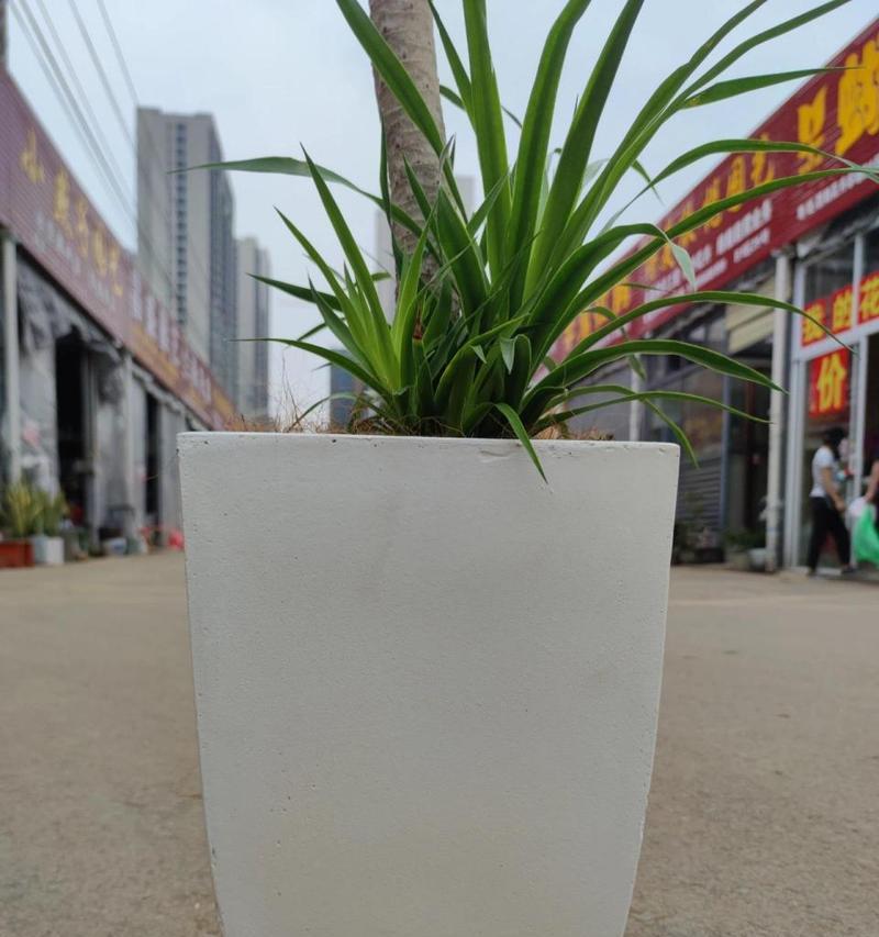 不适合养龙血树的花卉有哪些？龙血树与其他植物的兼容性如何？