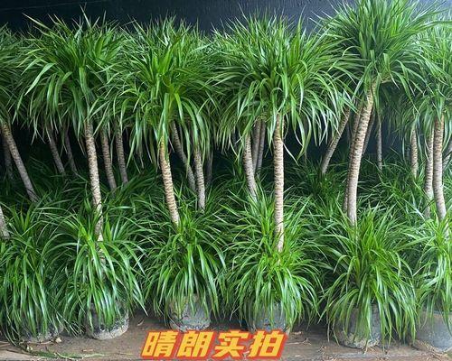 不适合养龙血树的花卉有哪些？龙血树与其他植物的兼容性如何？