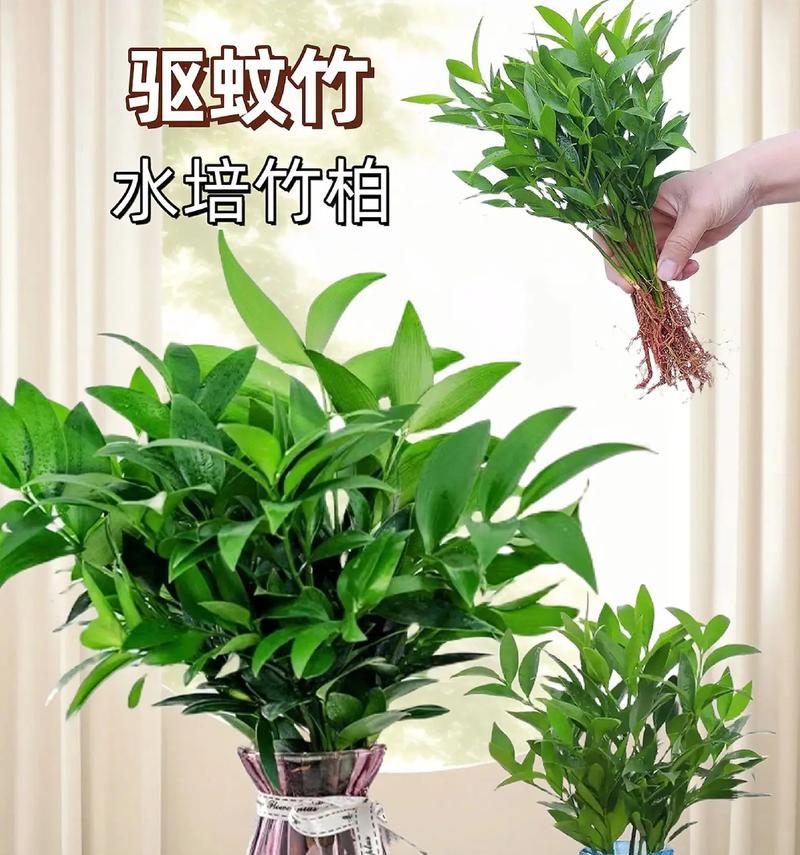 水培花卉植物中哪种最能驱蚊？驱蚊效果如何？