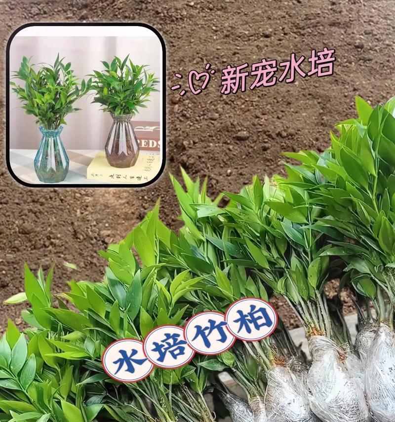 水培花卉植物中哪种最能驱蚊？驱蚊效果如何？
