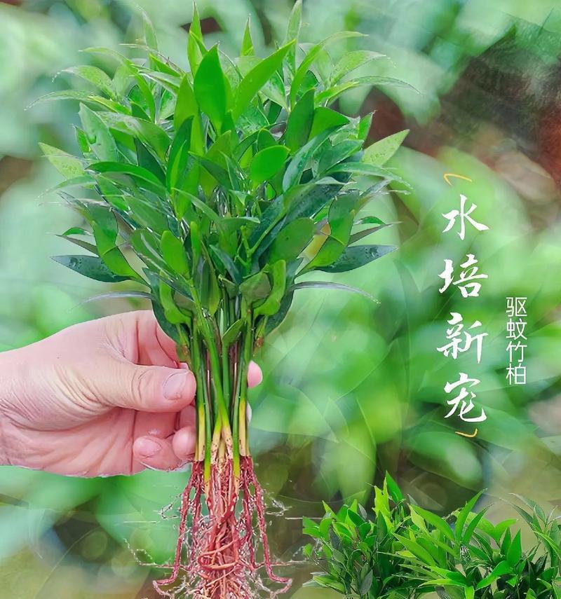 水培花卉植物中哪种最能驱蚊？驱蚊效果如何？