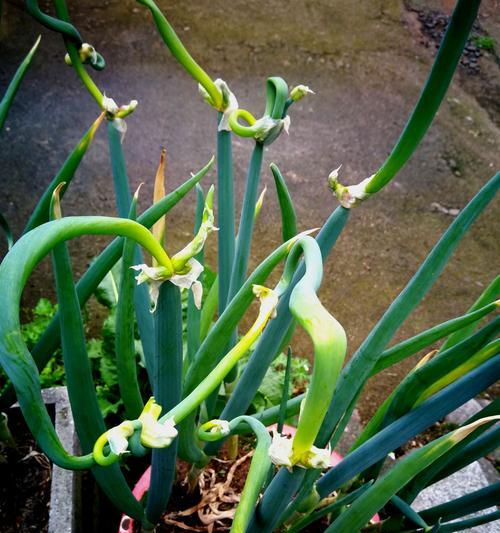 沙柳植物有哪些矮小种类？它们的学名是什么？