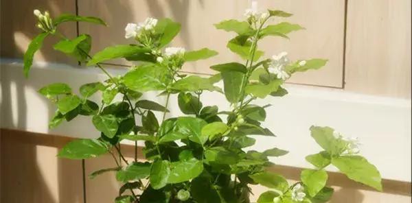 哪些花卉植物不适合小孩接触？如何避免儿童接触这些植物？