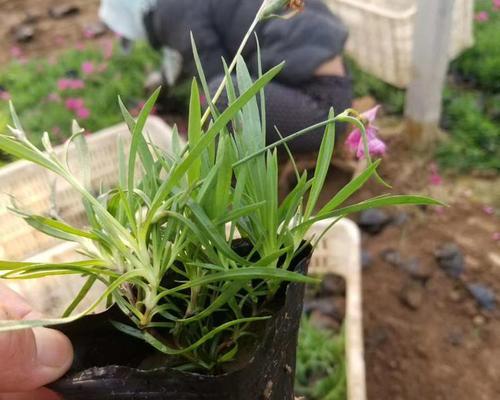 贵州园艺草花苗木种类有哪些？