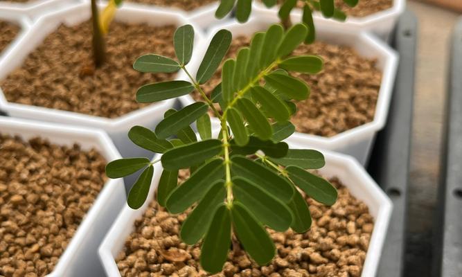 豆科类植物有哪些？它们对土壤有何要求？