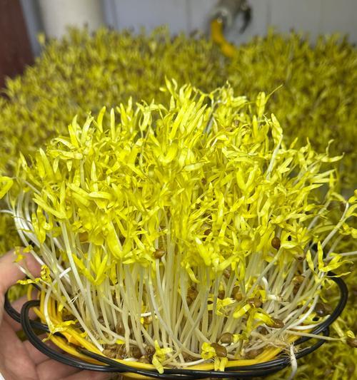 豆科类植物有哪些？它们对土壤有何要求？