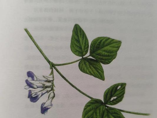 豆科类植物有哪些？它们对土壤有何要求？