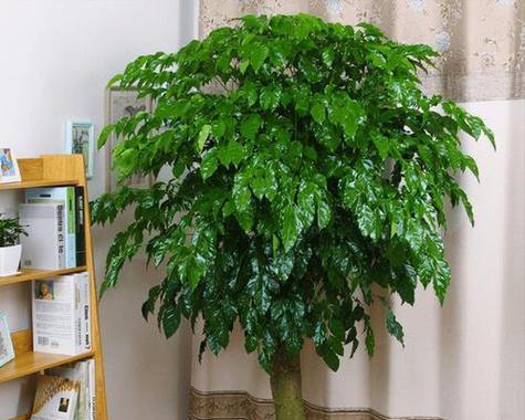 大厅辟邪植物有哪些呢？它们的风水作用是什么？