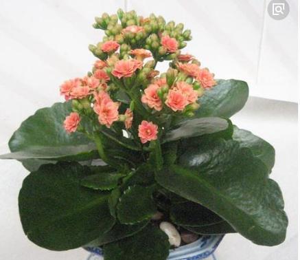 花卉盆栽不怎么浇水？有哪些省水的养护技巧？