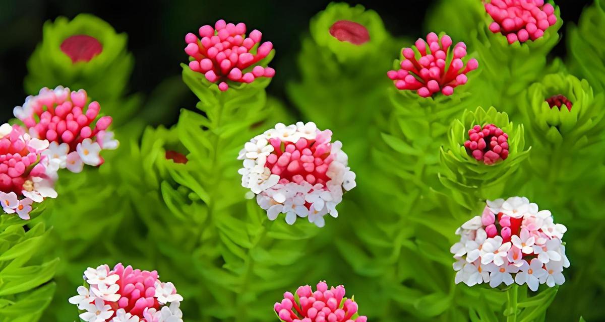 草本植物有哪些种类？它们各自的特点是什么？