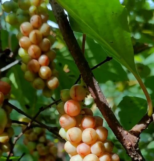 草本植物有哪些种类？它们各自的特点是什么？