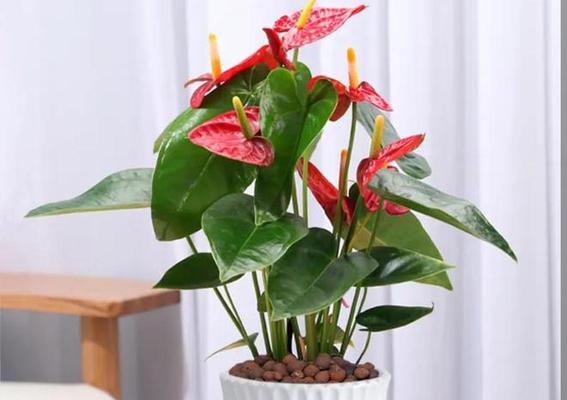 心热适合养哪些花卉？如何选择合适的植物？