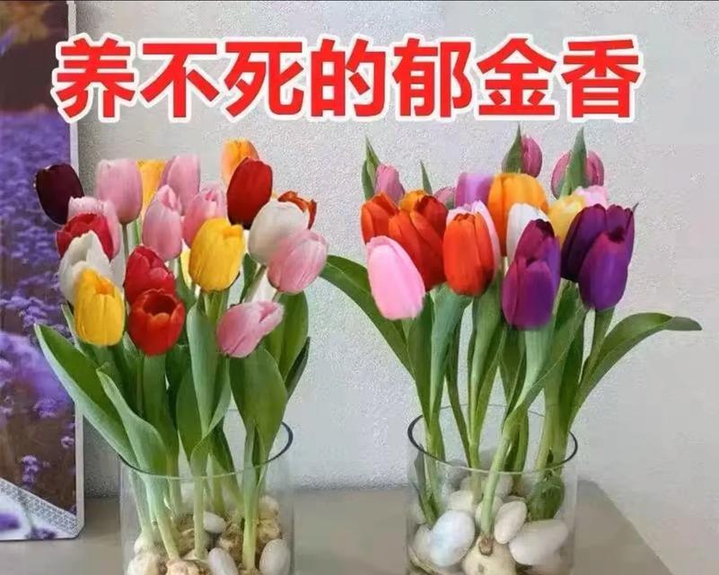 心热适合养哪些花卉？如何选择合适的植物？