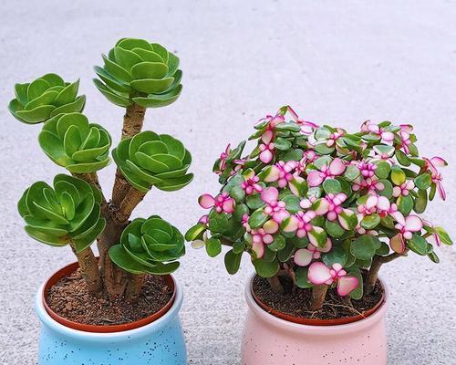 盆栽绿植最好养的花卉有哪些？如何选择和养护？
