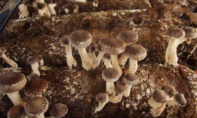 哪些花卉具有浓香型？浓香型蘑菇花卉的特点是什么？