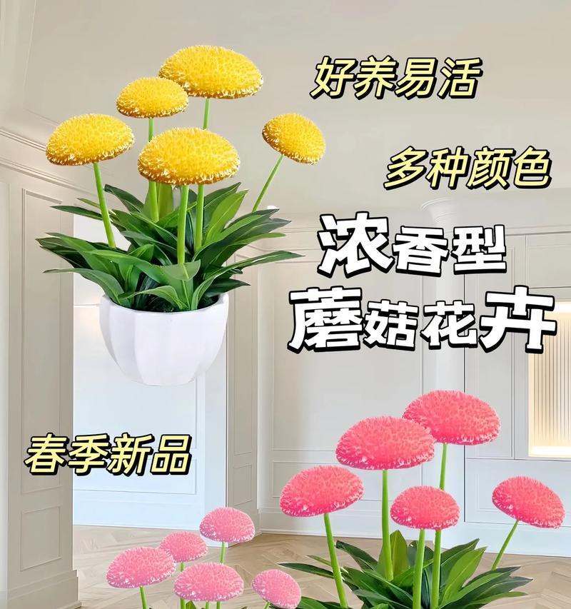 哪些花卉具有浓香型？浓香型蘑菇花卉的特点是什么？