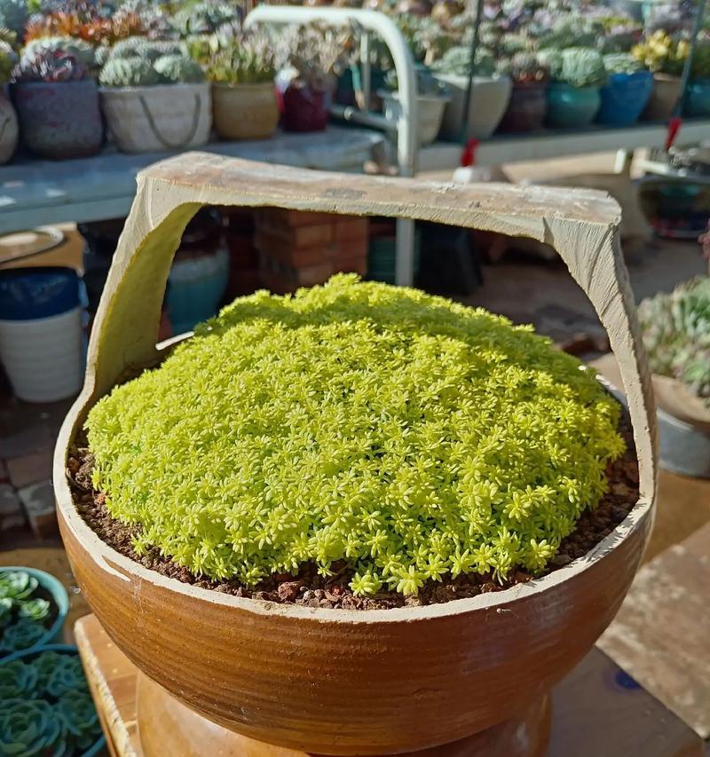 多肉植物怎么叶培？叶培的成功秘诀是什么？