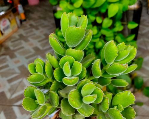 多肉植物怎么叶培？叶培的成功秘诀是什么？