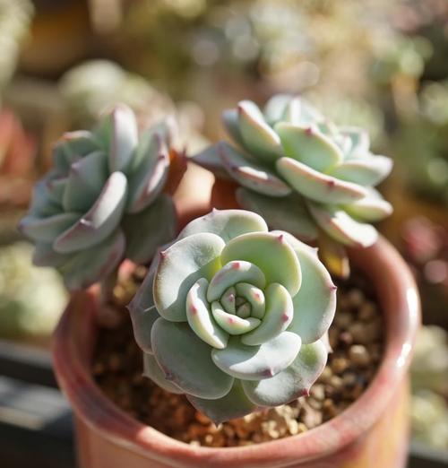 多肉植物怎么叶培？叶培的成功秘诀是什么？