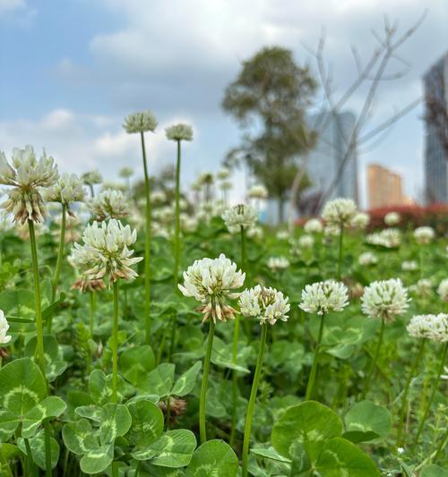 南昌养的花卉有哪些树名？如何正确识别？