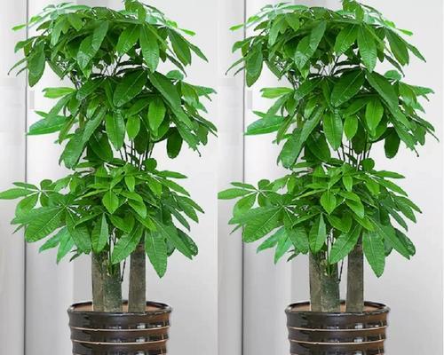 南昌养的花卉有哪些树名？如何正确识别？