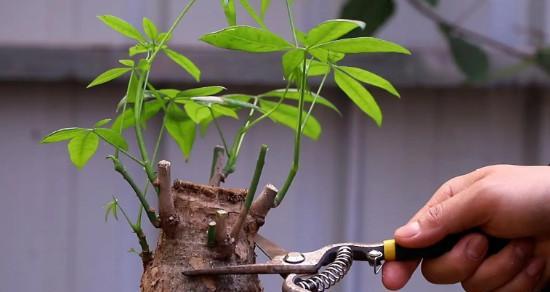 植物修剪打顶的正确方法是什么？如何确保美观？