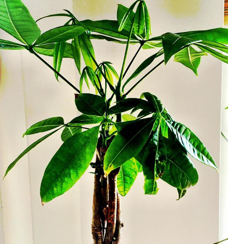 植物修剪打顶的正确方法是什么？如何确保美观？