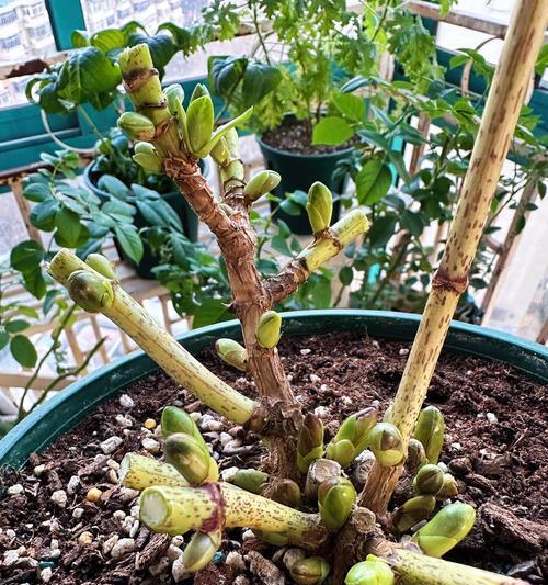 植物修剪打顶的正确方法是什么？如何确保美观？