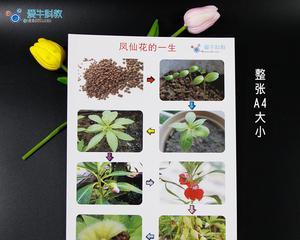 植物生长的顺序是什么？如何观察植物的生长过程？
