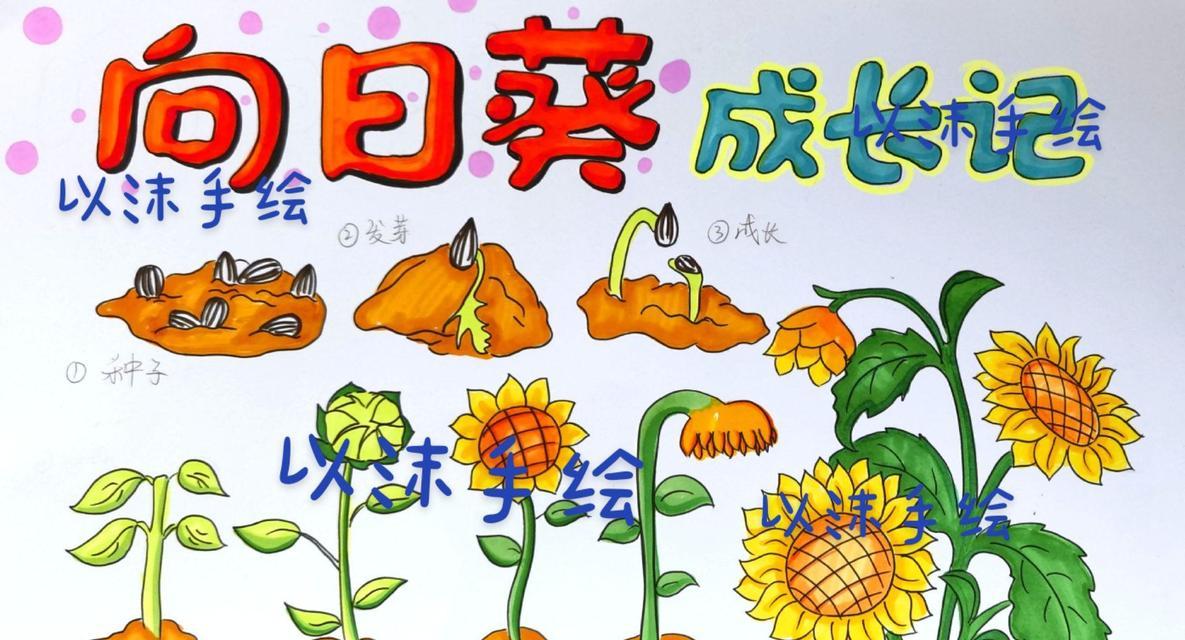 植物生长的顺序是什么？如何观察植物的生长过程？