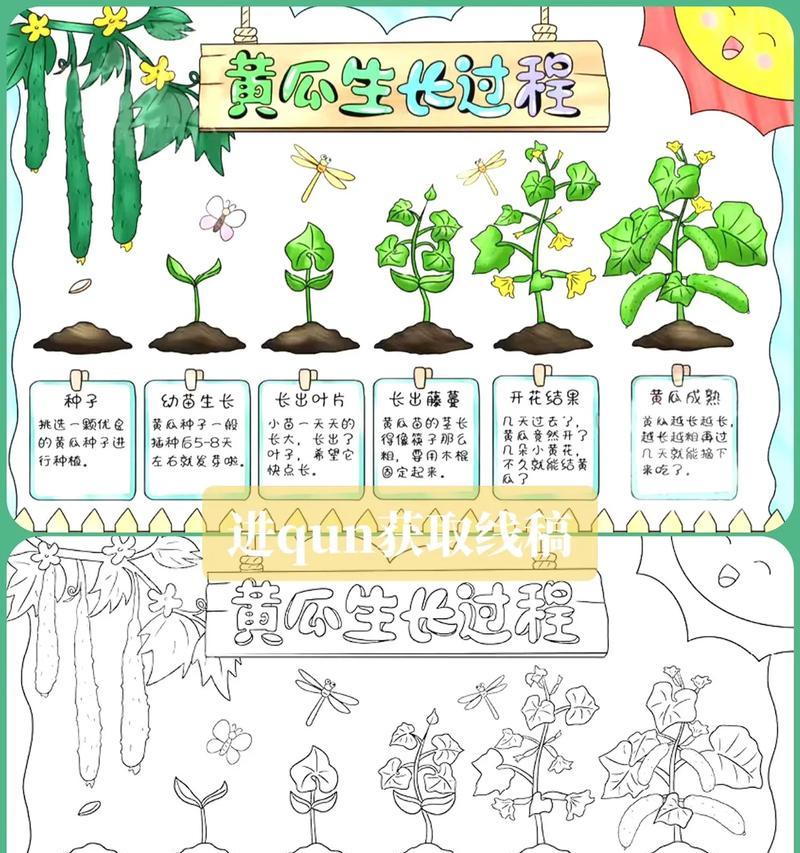 植物生长的顺序是什么？如何观察植物的生长过程？