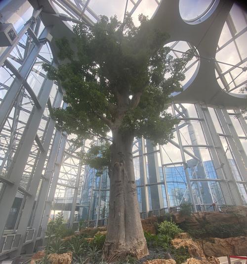 海上环境适合种植哪些植物？海上植物的选择有哪些？