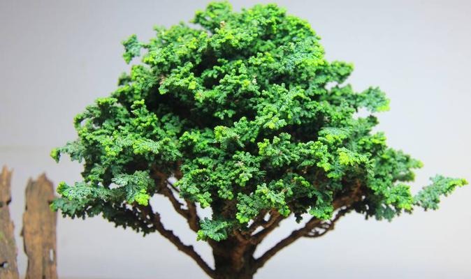 多人如何共同培养老桩植物？有哪些有效的合作技巧？