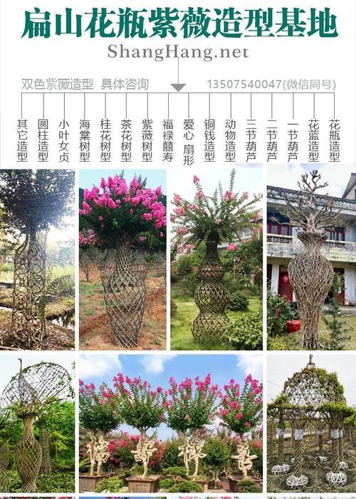 多人如何共同培养老桩植物？有哪些有效的合作技巧？