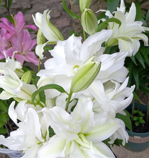 百合爱莎花球种植方法是什么？需要注意哪些要点？