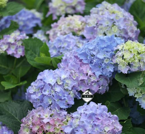 百合爱莎花球种植方法是什么？需要注意哪些要点？