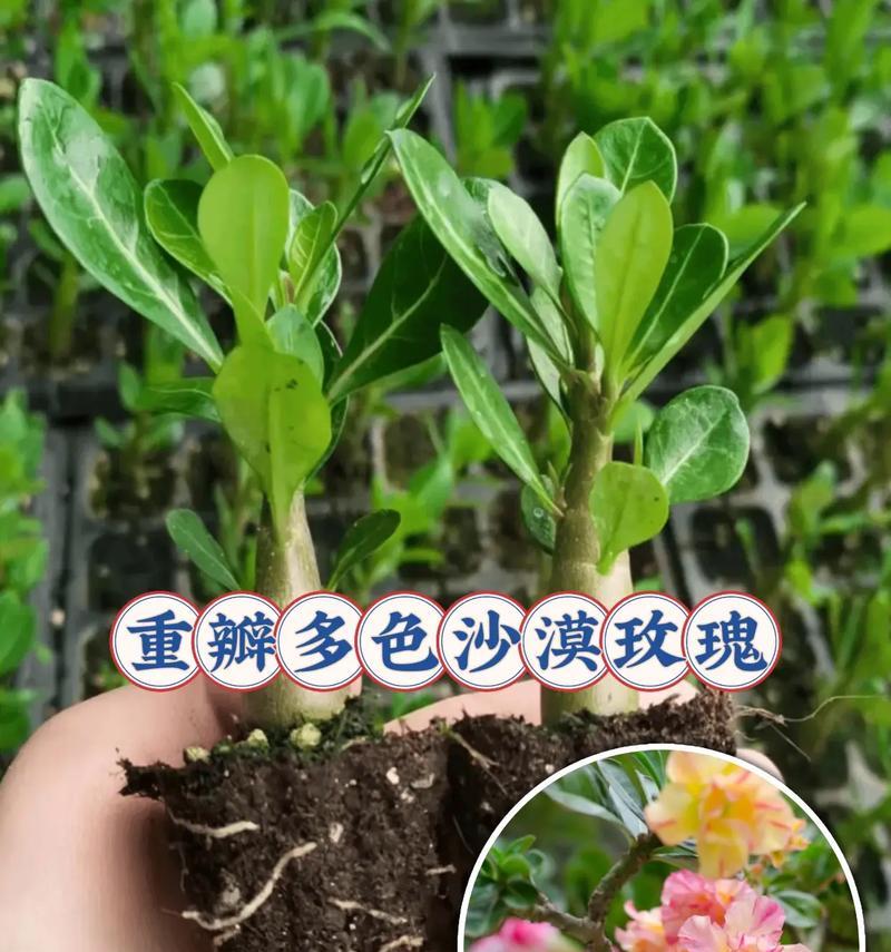 沙漠玫瑰如何养护才能保持花香？养护过程中有哪些注意事项？