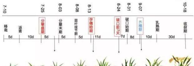 水稻拔节期管理要点有哪些？如何操作？