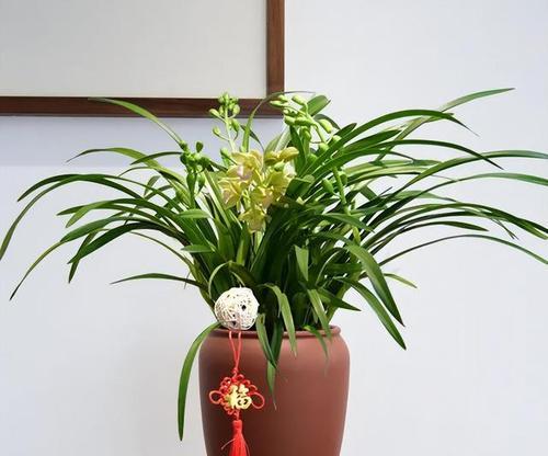 寿光地区常见的花卉绿植有哪些品种？这些品种有何特点？