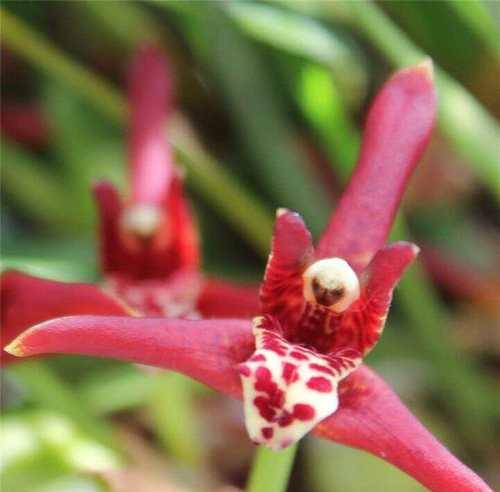 寿光地区常见的花卉绿植有哪些品种？这些品种有何特点？