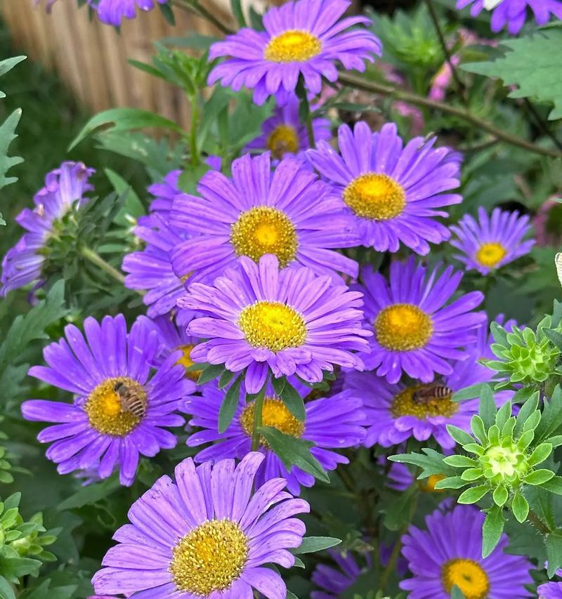 寿光地区常见的花卉绿植有哪些品种？这些品种有何特点？