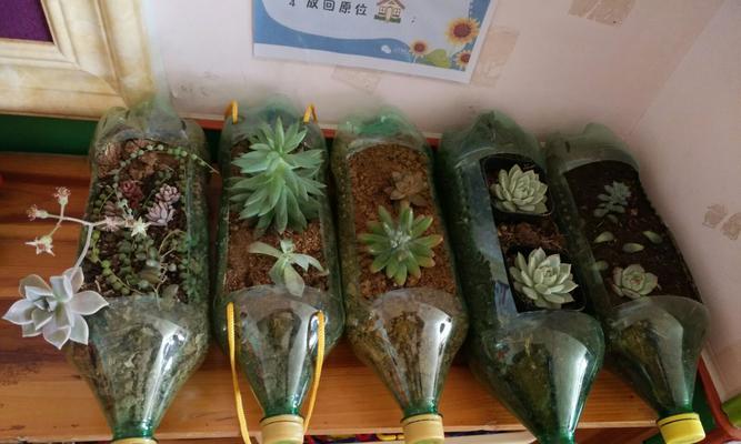 植物瓶子饰品有哪些？如何选择合适的植物瓶子饰品？