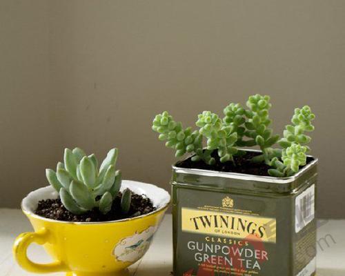 植物瓶子饰品有哪些？如何选择合适的植物瓶子饰品？