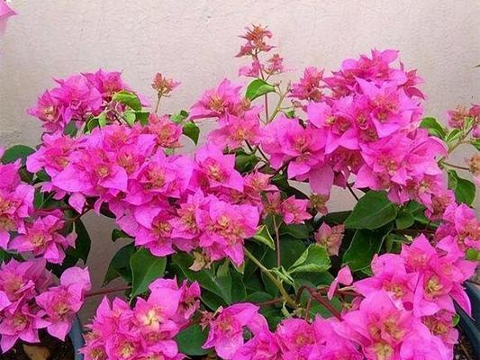 三个字的花卉有哪些？如何识别和养护这些花卉？