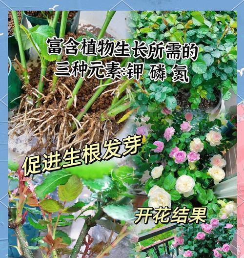 三个字的花卉有哪些？如何识别和养护这些花卉？