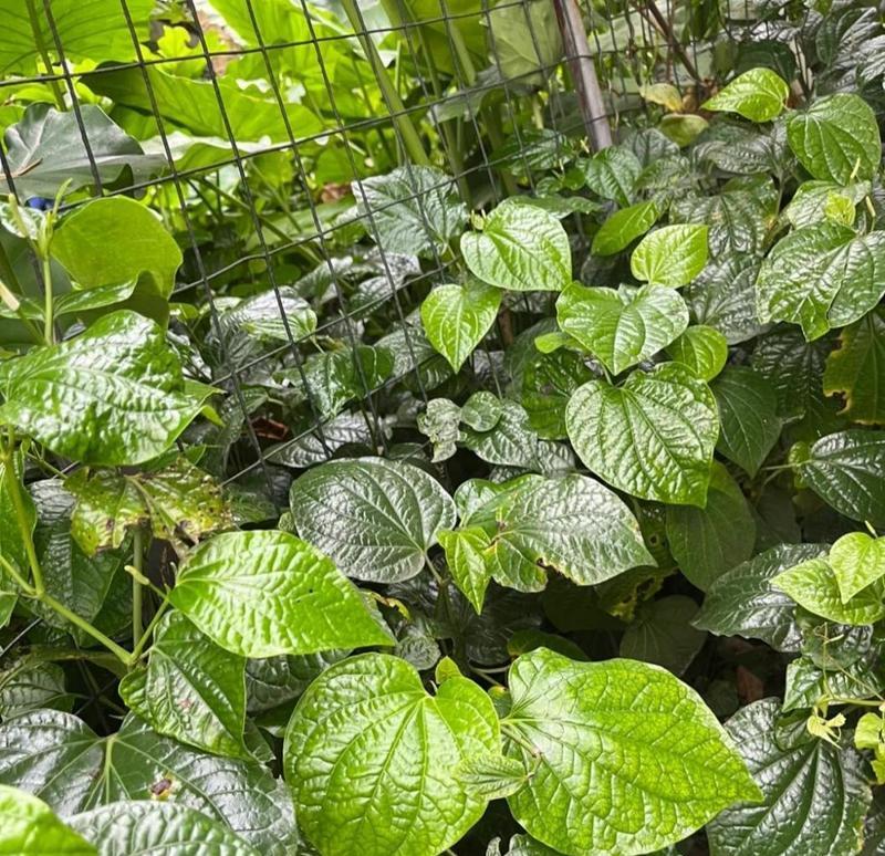 掩盖味道的植物有哪些？它们是如何工作的？