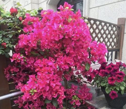 哪些花卉适合在店铺种植？如何挑选既美观又能吸引顾客的花卉？