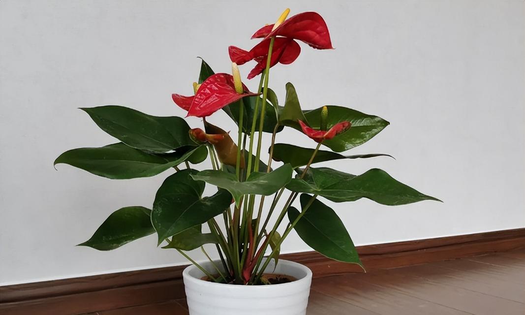 哪些花卉适合室内种植？它们对环境有何益处？